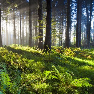 彩神lllv入口手机app下载